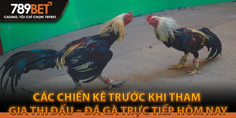 Hướng Dẫn Cách Chọn Kèo Đá Gà Trực Tiếp Hôm Nay 3 Phân tích kỹ lưỡng các chiến kê trước khi tham gia thi đấu – Đá gà trực tiếp hôm nay