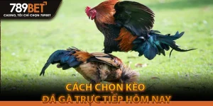 Hướng Dẫn Cách Chọn Kèo Đá Gà Trực Tiếp Hôm Nay