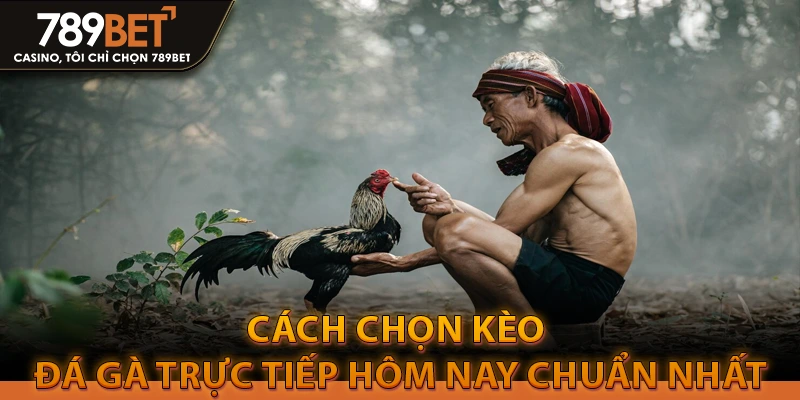 Hướng Dẫn Cách Chọn Kèo Đá Gà Trực Tiếp Hôm Nay 2 Cách chọn kèo đá gà trực tiếp hôm nay chuẩn nhất
