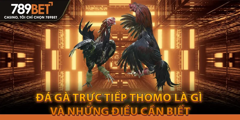 Đá Gà Trực Tiếp Thomo luôn thắng từ anh em cao thủ 2 Đá gà trực tiếp thomo là gì và những điều cần biết