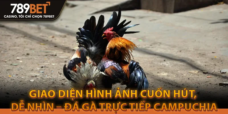 Xem Đá Gà Trực Tiếp Campuchia Không Bị Giật Lag 4 Giao diện hình ảnh cuốn hút, dễ nhìn – Đá gà trực tiếp campuchia