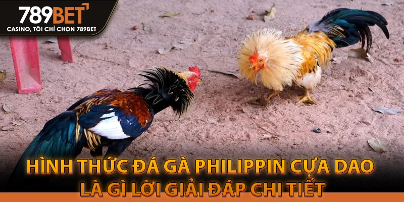 Mẹo Chơi Đá Gà Cựa Dao Chắc Chắn Thắng 100% 2 Hình thức đá gà Philippin cựa dao là gì lời giải đáp chi tiết