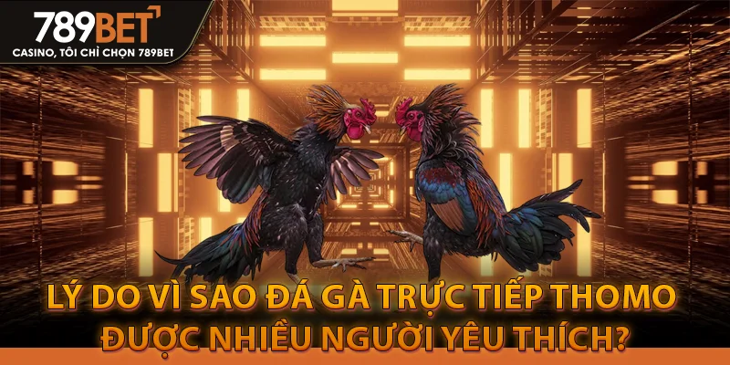 Đá Gà Trực Tiếp Thomo luôn thắng từ anh em cao thủ 3 Lý do vì sao đá gà trực tiếp Thomo được nhiều người yêu thích?
