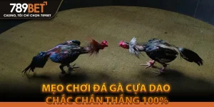 Mẹo Chơi Đá Gà Cựa Dao Chắc Chắn Thắng 100%