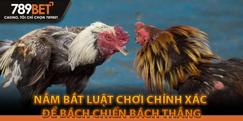 Mẹo Chơi Đá Gà Cựa Dao Chắc Chắn Thắng 100% 3 Nắm bắt luật chơi chính xác để bách chiến bách thắng