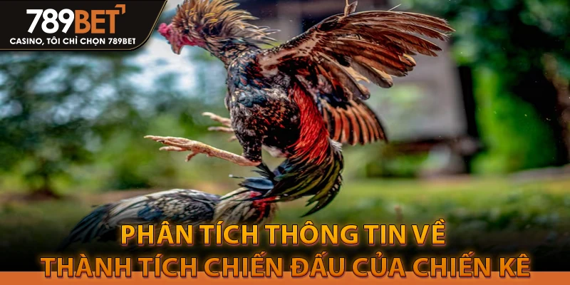 Hướng Dẫn Cách Chọn Kèo Đá Gà Trực Tiếp Hôm Nay 4 Phân tích thông tin về thành tích chiến đấu của chiến kê – Đá gà trực tiếp hôm nay