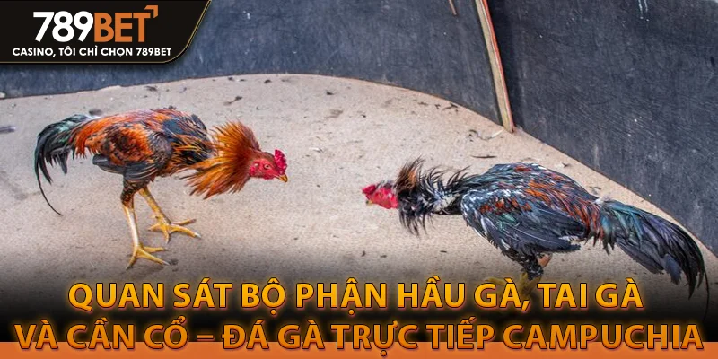 Xem Đá Gà Trực Tiếp Campuchia Không Bị Giật Lag 3 Chú ý quan sát bộ phận hầu gà, tai gà và cần cổ – Đá gà trực tiếp campuchia