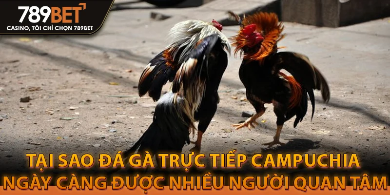Xem Đá Gà Trực Tiếp Campuchia Không Bị Giật Lag 2 Tại sao đá gà trực tiếp Campuchia ngày càng được nhiều người quan tâm