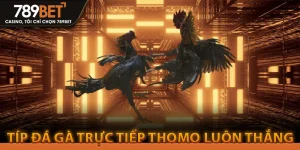 Đá Gà Trực Tiếp Thomo luôn thắng từ anh em cao thủ
