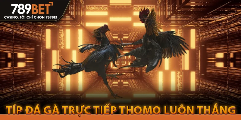 Đá Gà Trực Tiếp Thomo luôn thắng từ anh em cao thủ 1 Đá Gà Trực Tiếp Thomo luôn thắng từ anh em cao thủ