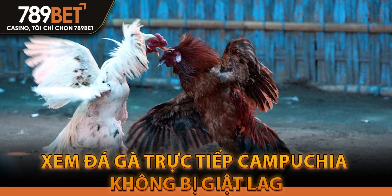Xem Đá Gà Trực Tiếp Campuchia Không Bị Giật Lag 3 Xem Đá Gà Trực Tiếp Campuchia Không Bị Giật Lag